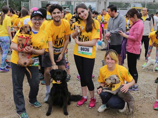 Dog Run 2016