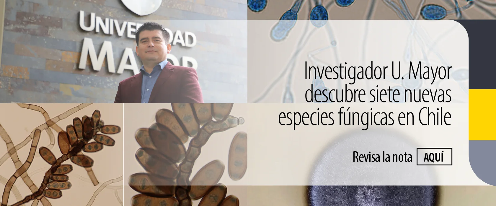 Investigador de la Universidad Mayor descubre siete nuevas especies fúngicas en Chile